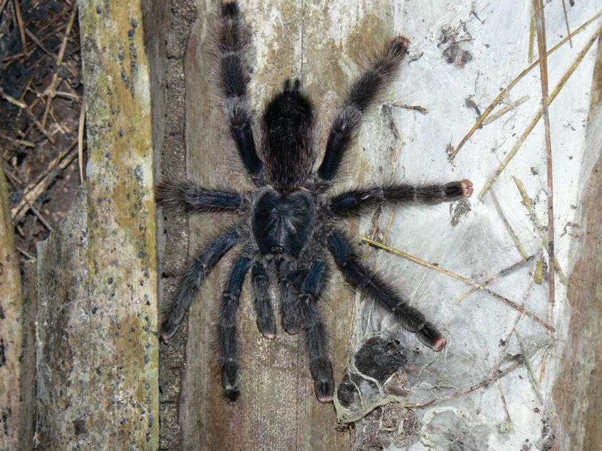 Tarantula